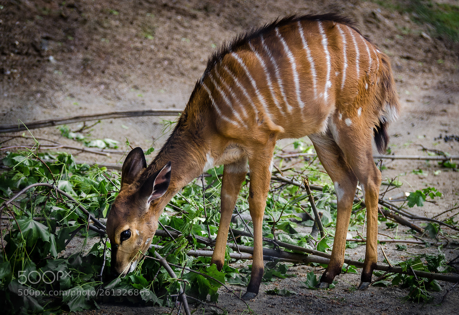 Nikon D5100 sample photo. Nyala photography