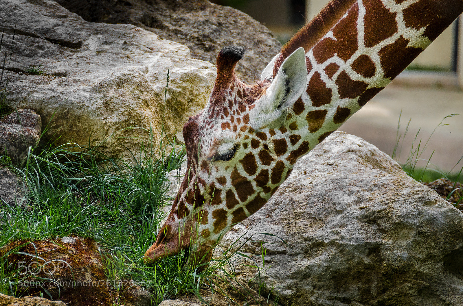 Nikon D5100 sample photo. Reticulated giraffe photography