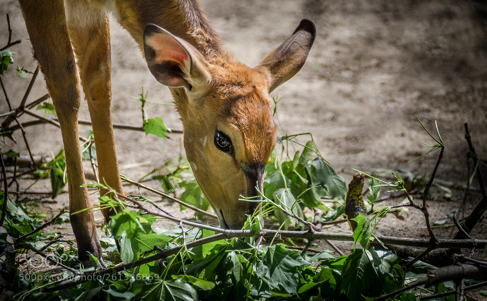 Nikon D5100 sample photo. Nyala photography