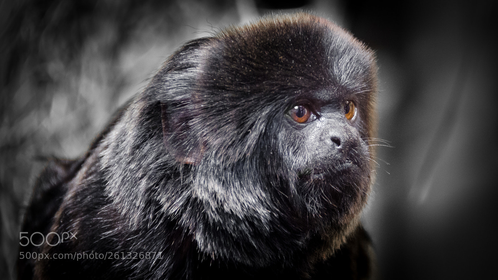 Nikon D5100 sample photo. Goeldi photography