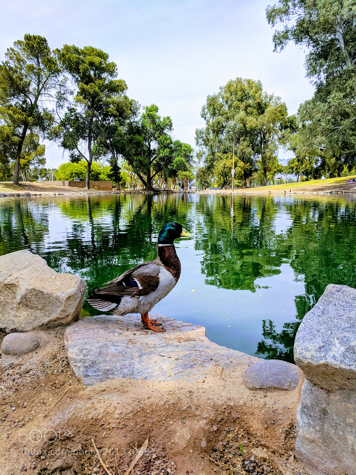 Google Pixel sample photo. Mighty duck photography