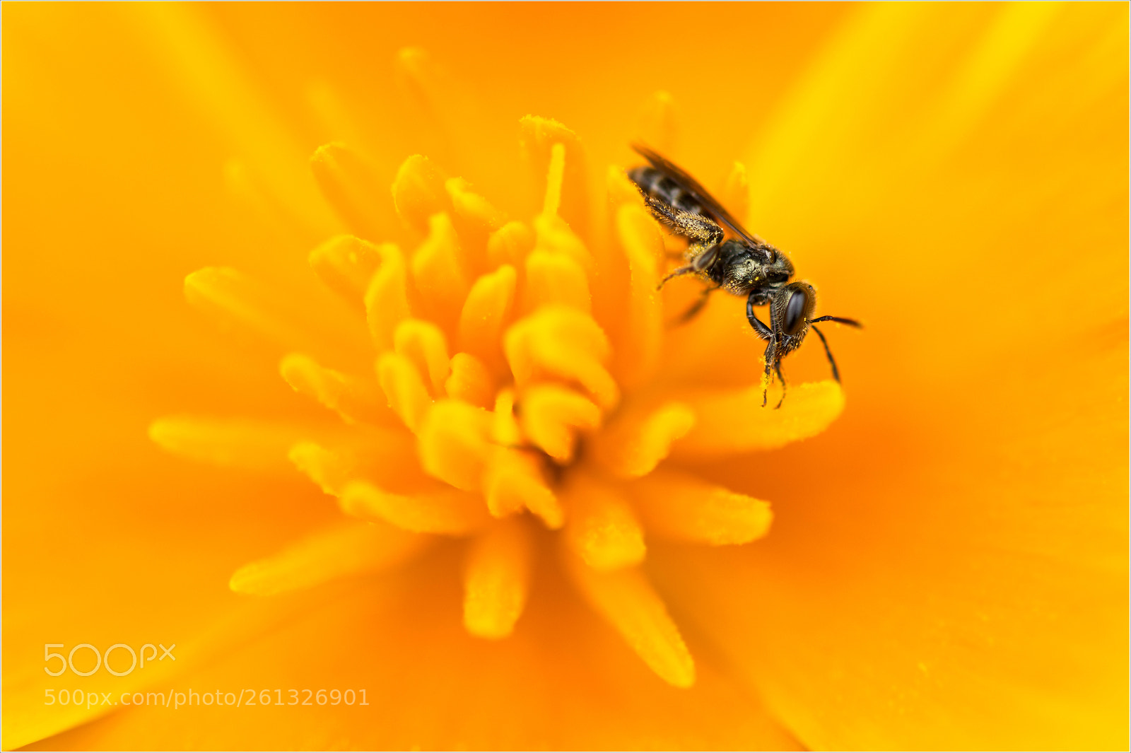 Nikon D7200 sample photo. Pollen feast photography