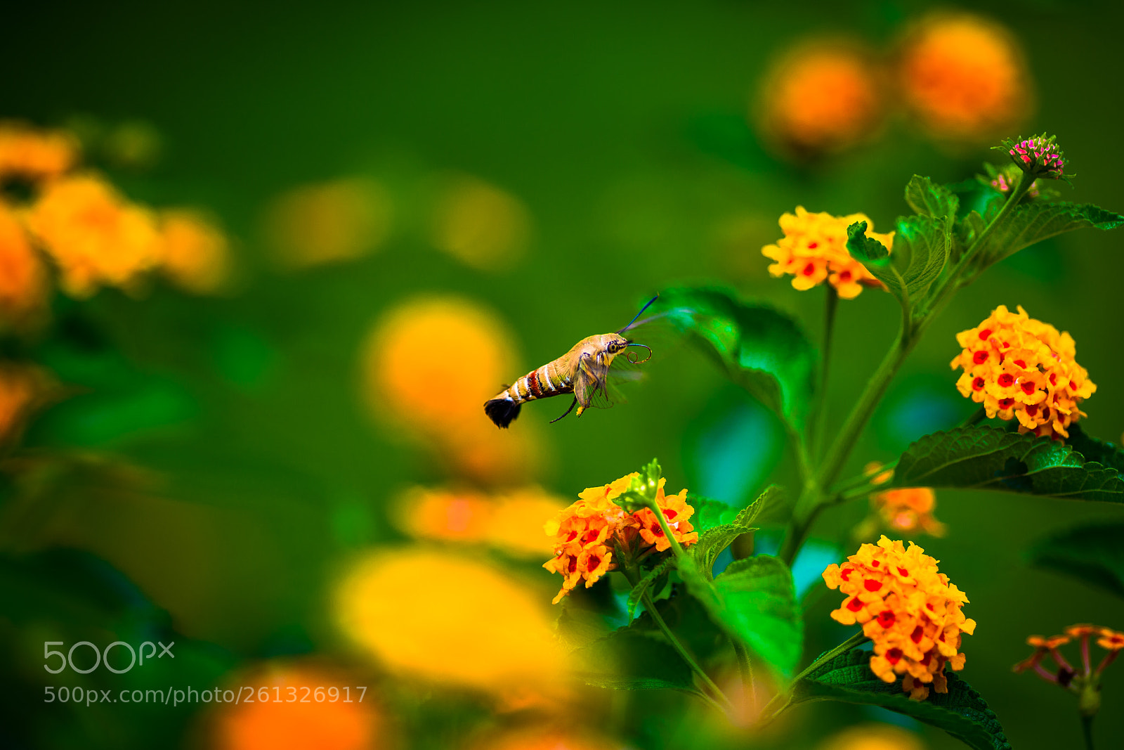 Canon EOS 6D sample photo. Hummingbird hawk-moth photography