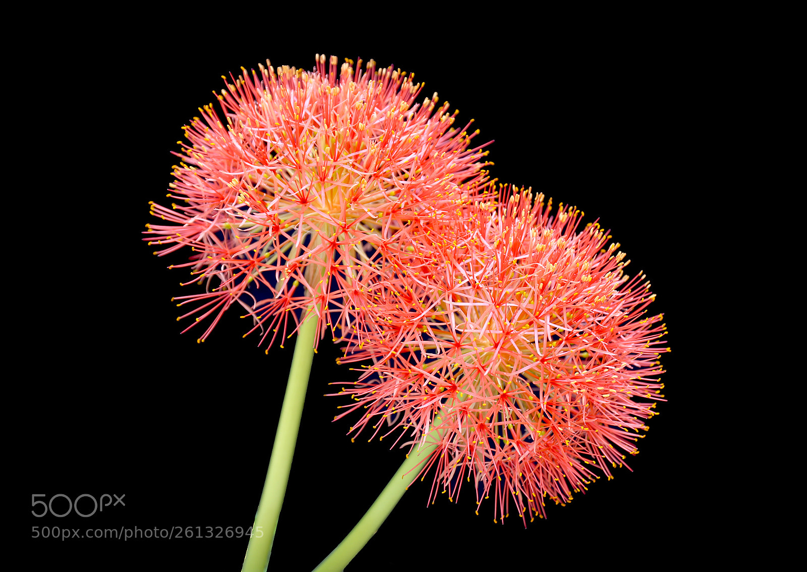Canon EOS 6D sample photo. Blooming photography