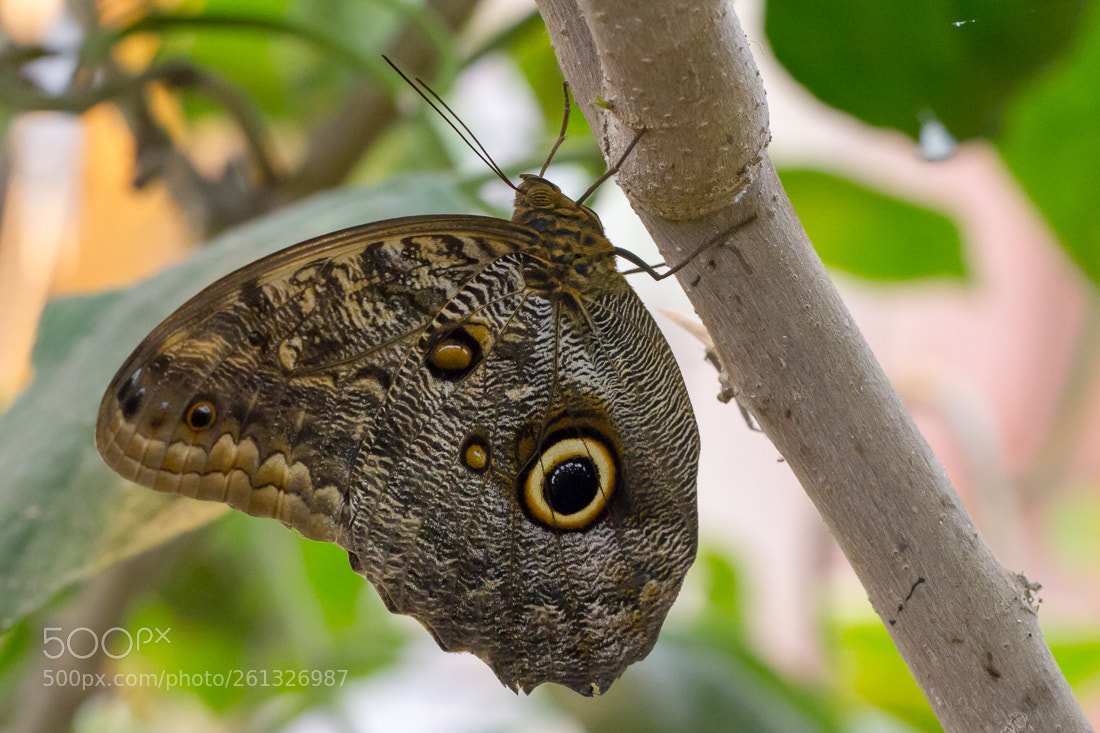 Canon EOS 7D sample photo. Butterfly caligo photography