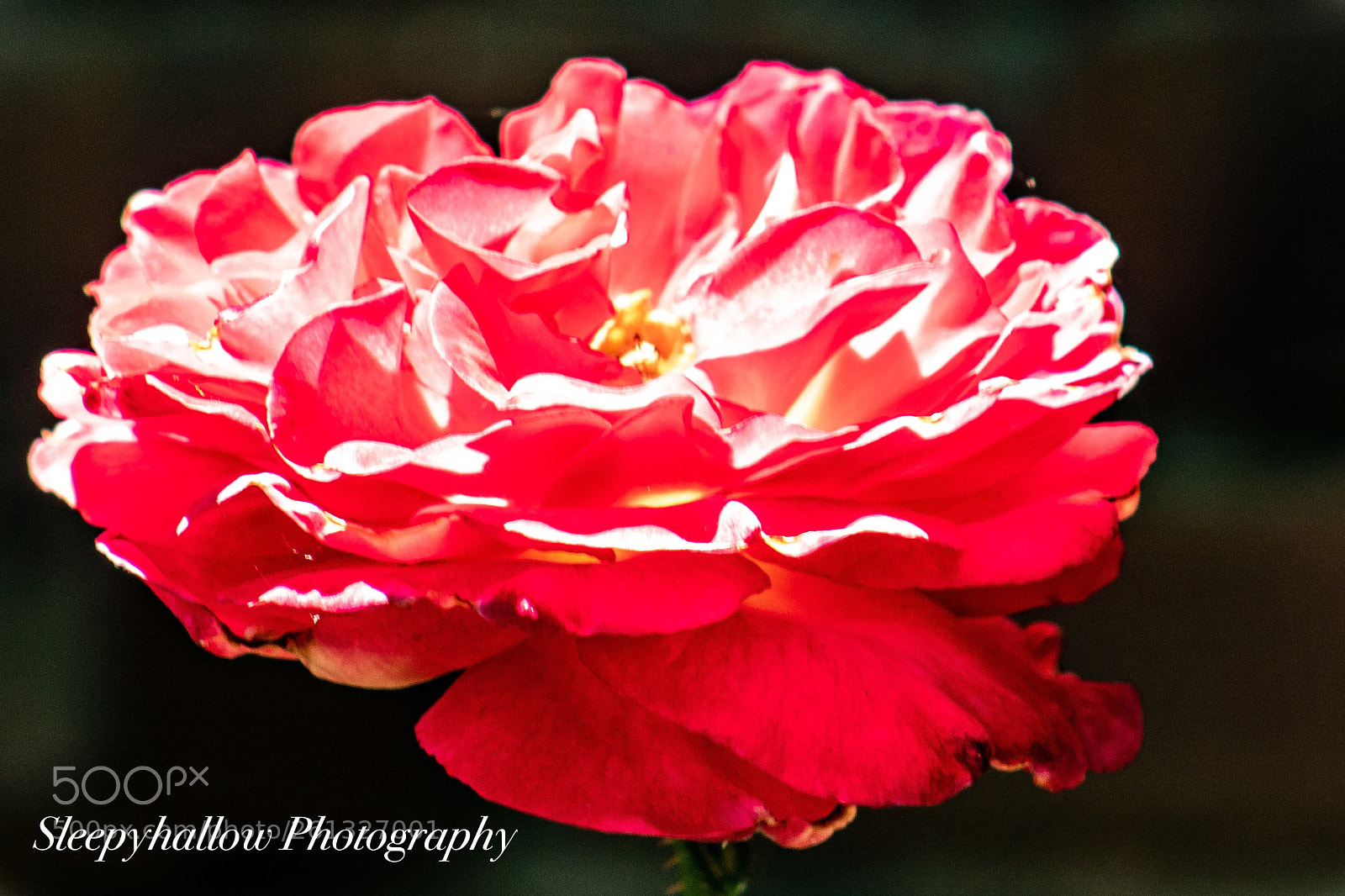 Canon EOS 1300D (EOS Rebel T6 / EOS Kiss X80) sample photo. Red rose photography