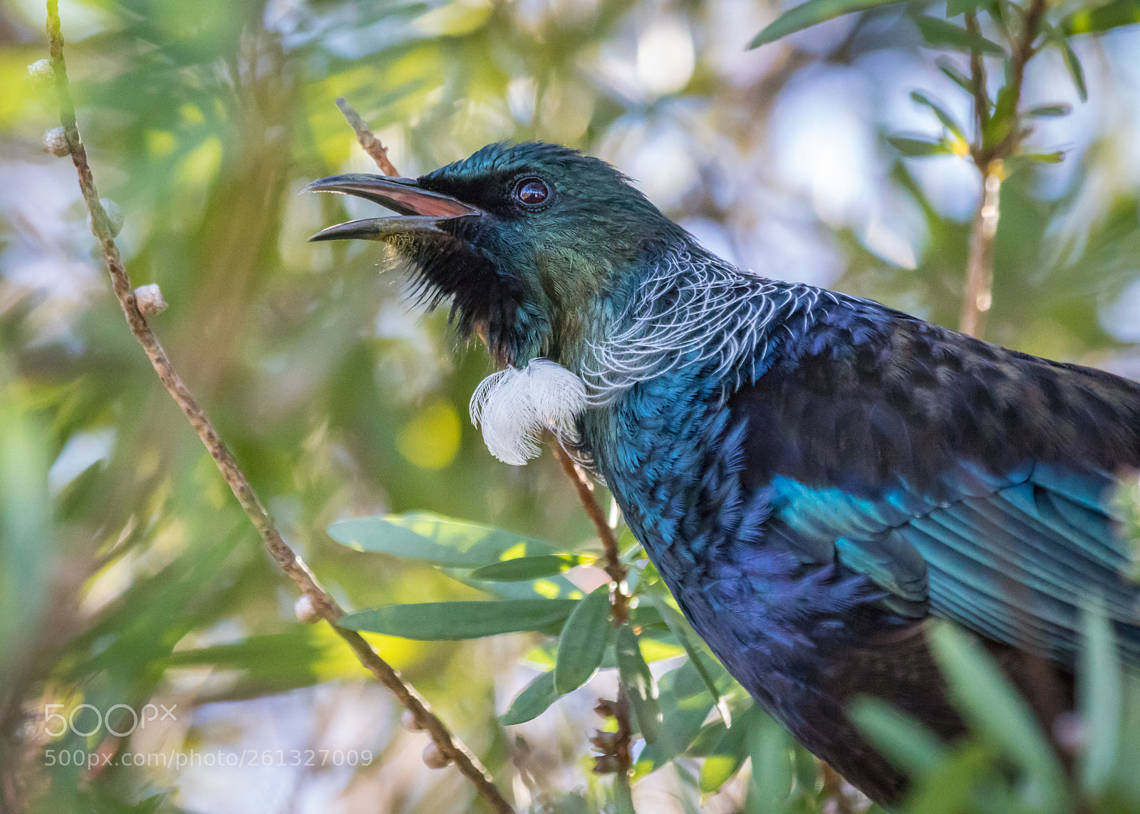 Canon EOS 7D Mark II sample photo. Beautiful tui singing photography