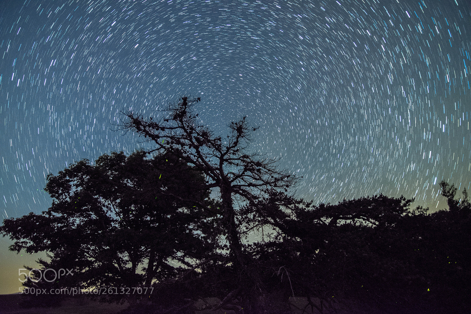 Nikon D3300 sample photo. Star trails and fireflies photography