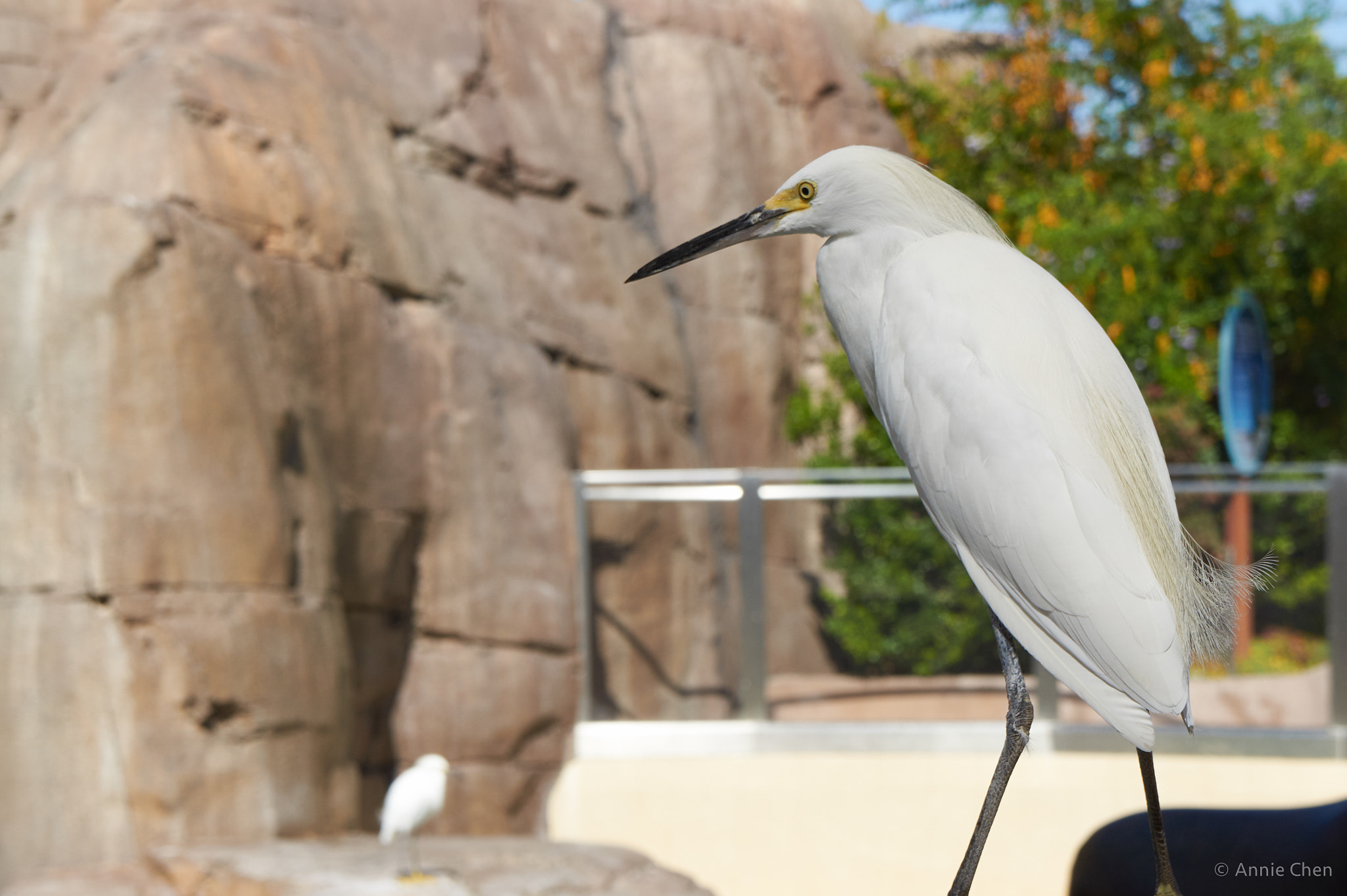 Sony Alpha NEX-3 sample photo. Snow egret photography