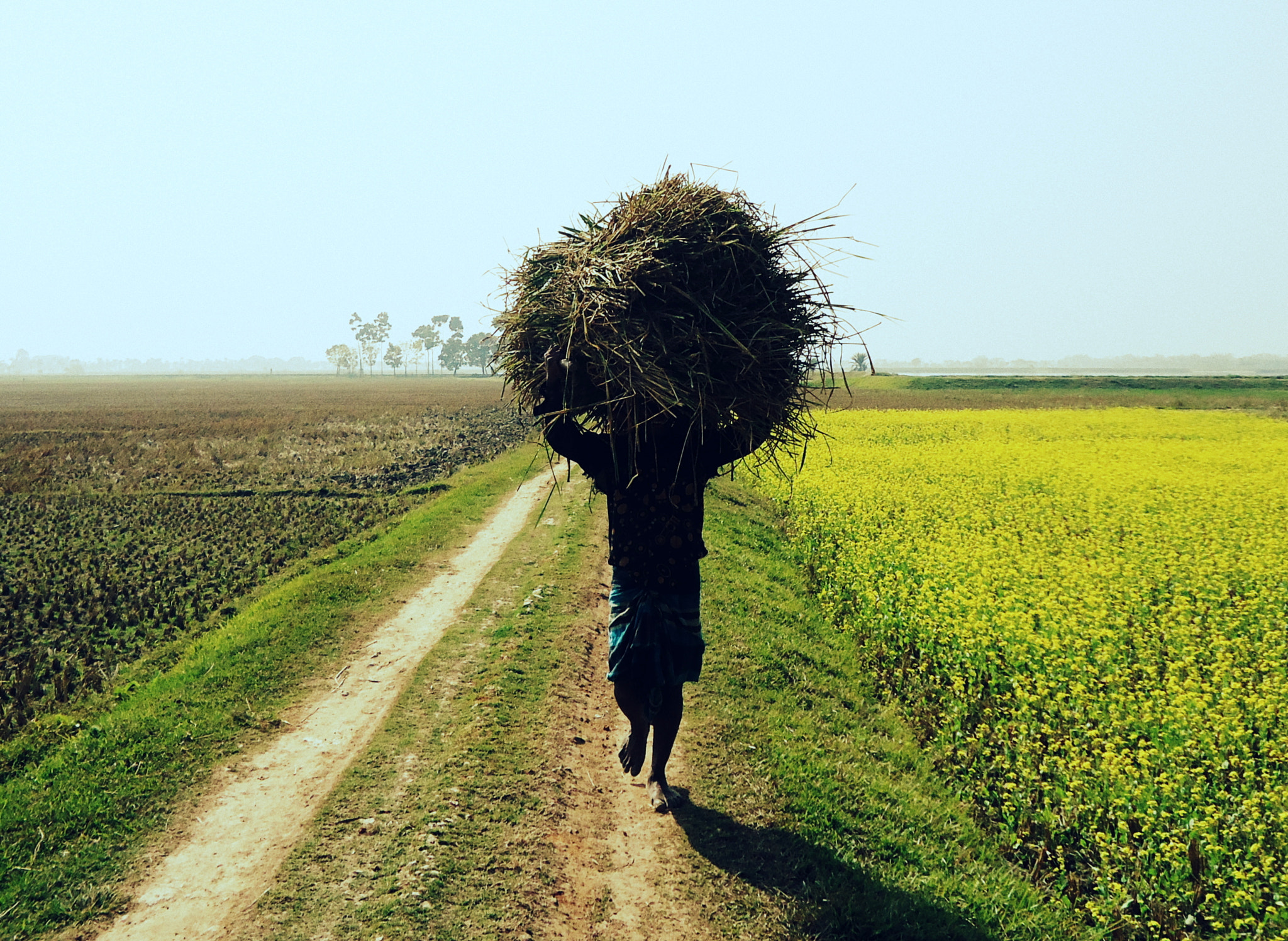 Sony Cyber-shot DSC-W530 sample photo. Farmers of bangladesh photography