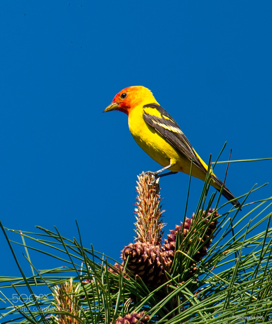 Nikon D750 sample photo. Western tanager photography