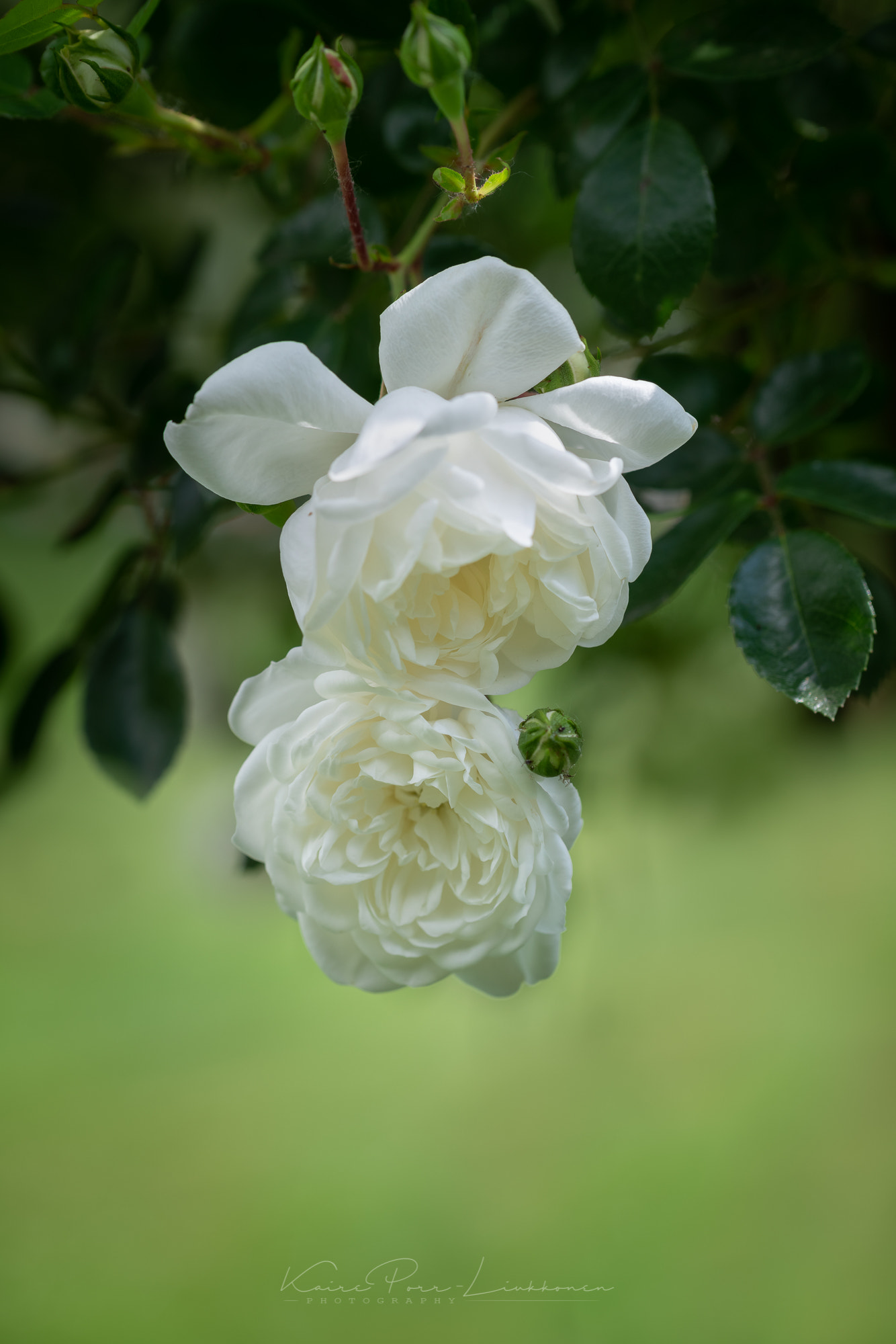 Sony a99 II sample photo. Roses photography
