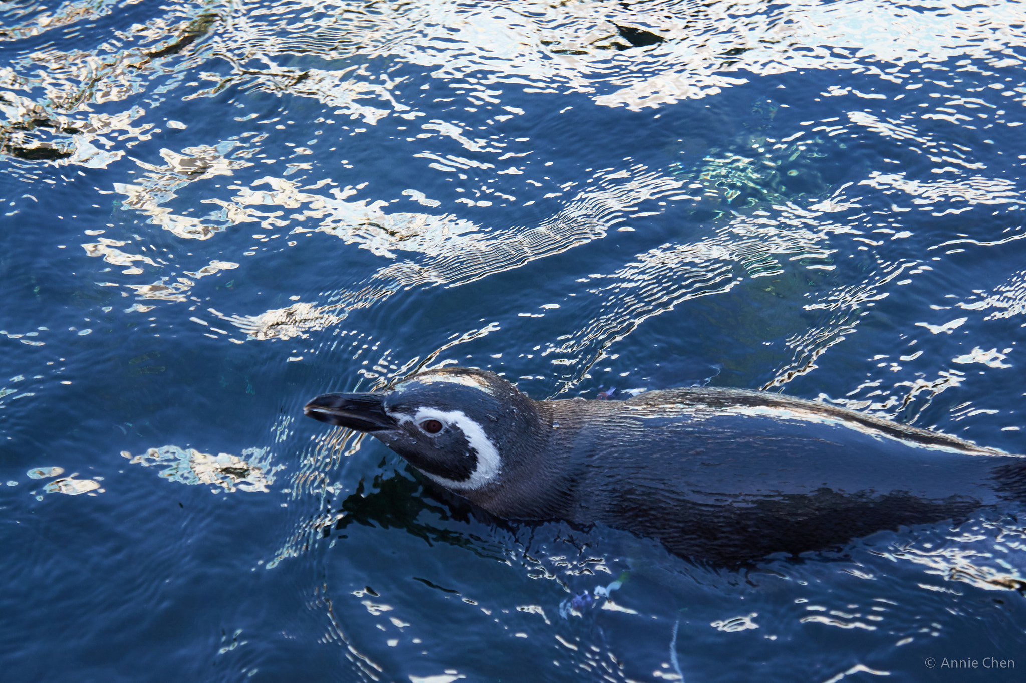 Sony Alpha NEX-3 sample photo. Swimming penguin photography