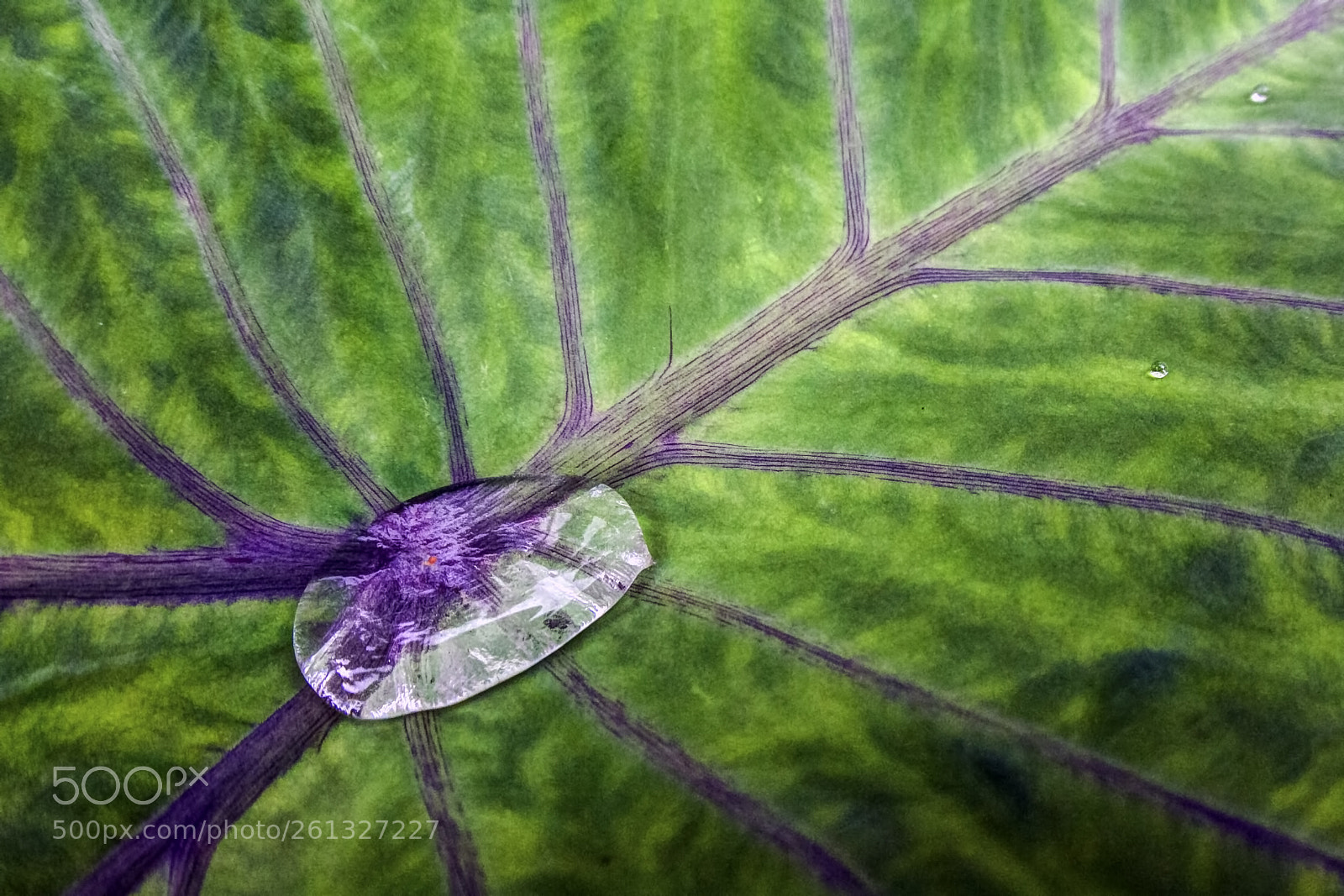 Canon EOS 7D sample photo. Surface tension photography