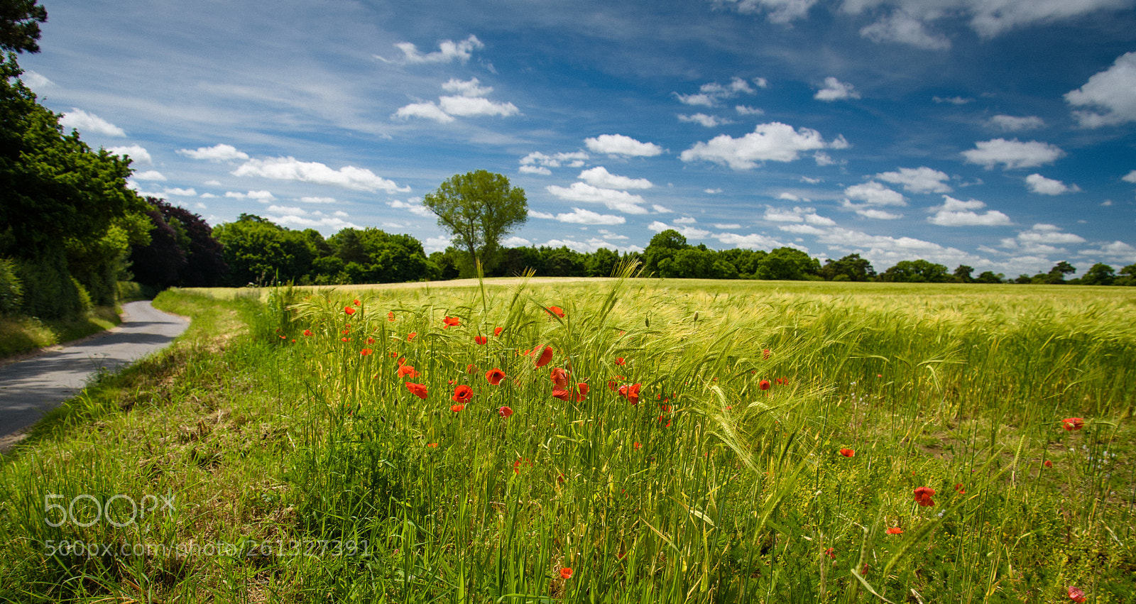 Nikon D750 sample photo. Poppies photography