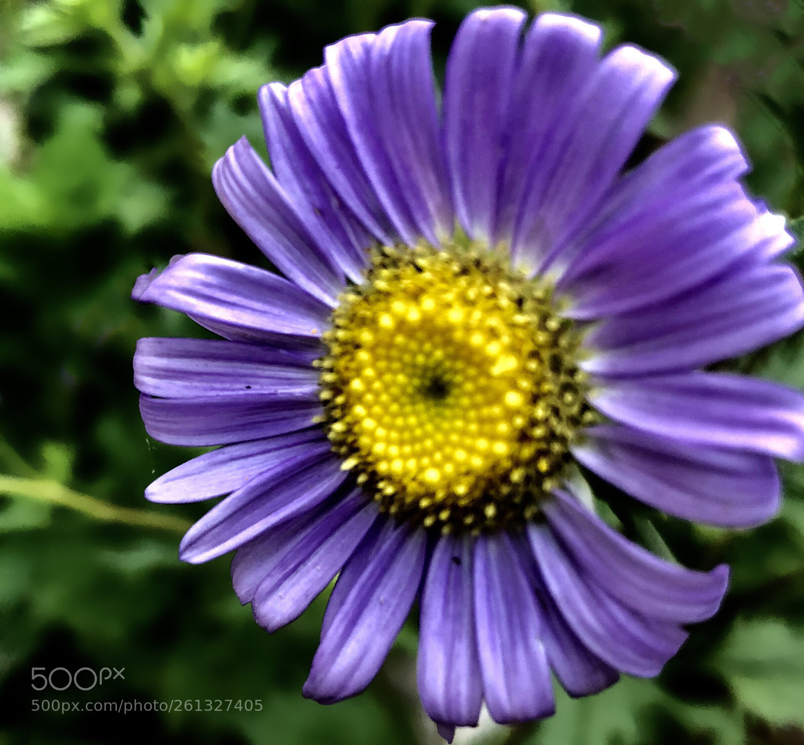 Apple iPhone 8 Plus sample photo. Daisy family... photography