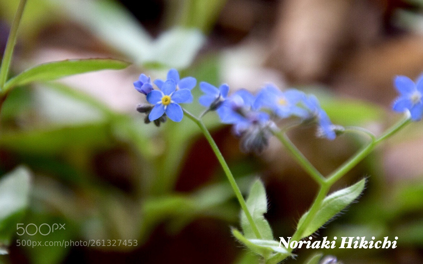 Nikon D5300 sample photo. Untitled photography