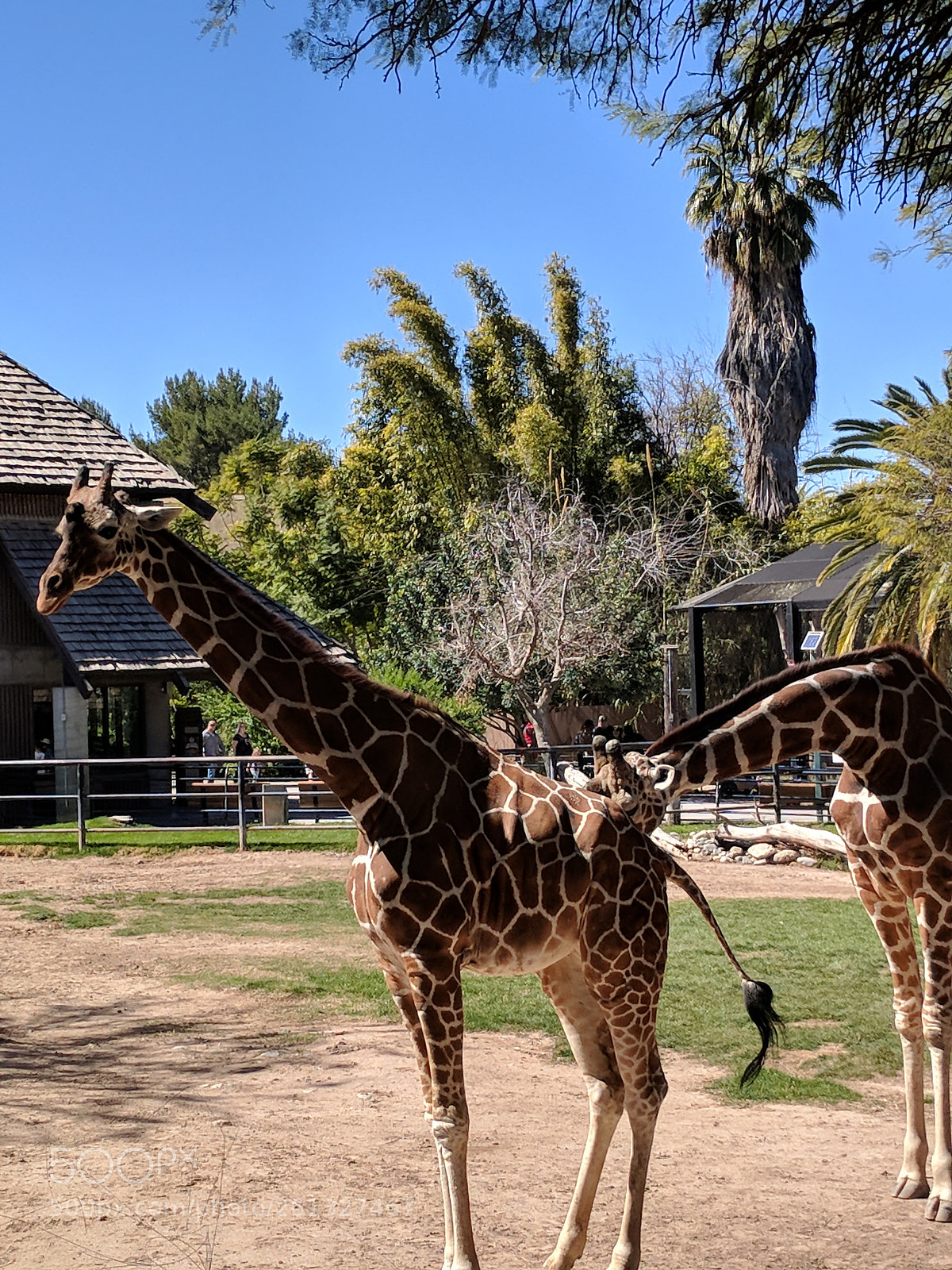 Google Pixel sample photo. Giraffe photography