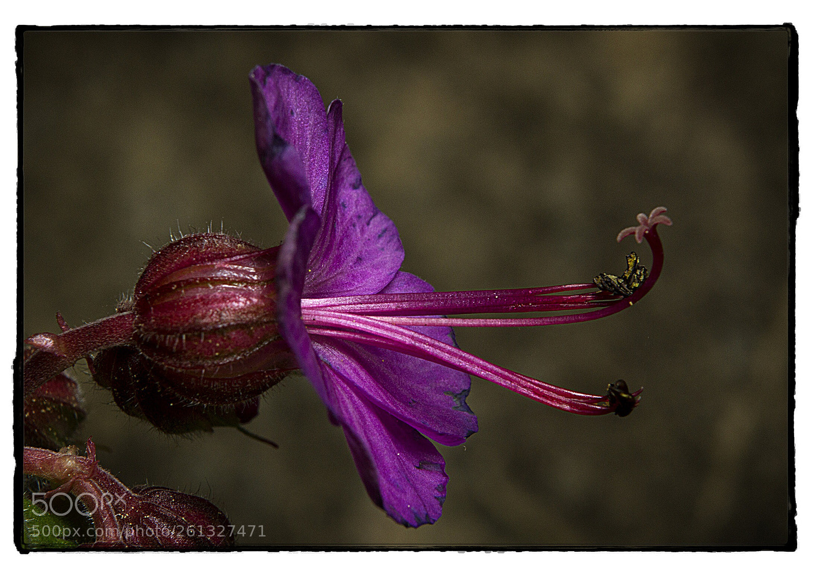 Canon EOS 7D sample photo. Flower pistil and stamens. photography