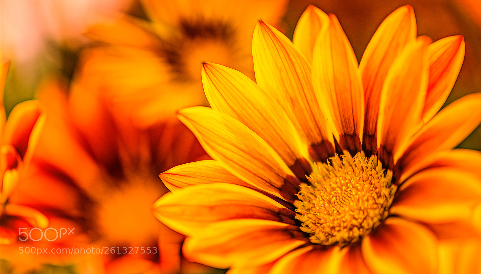 Nikon D850 sample photo. Seeing the sun... photography