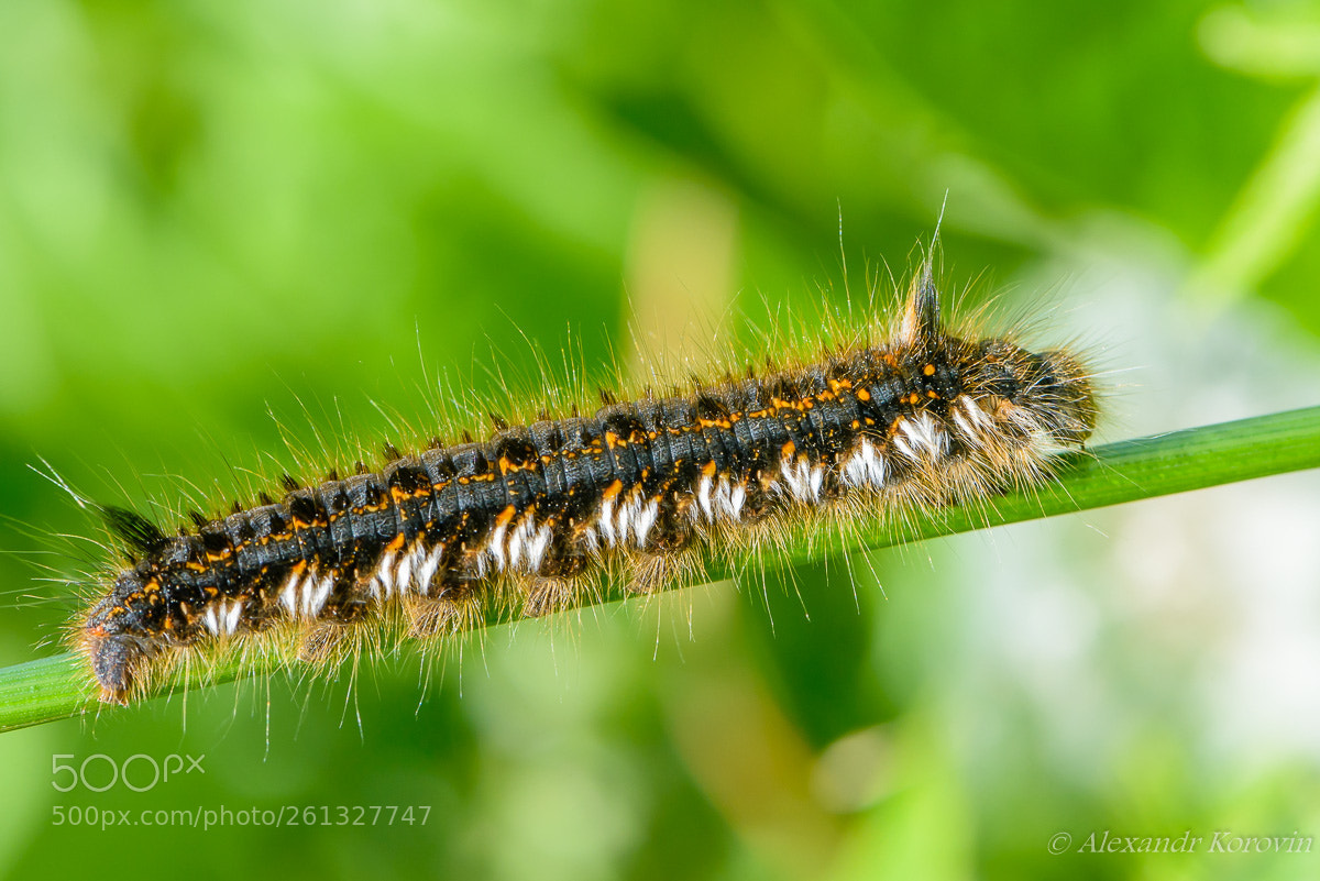 Nikon D610 sample photo. ... photography
