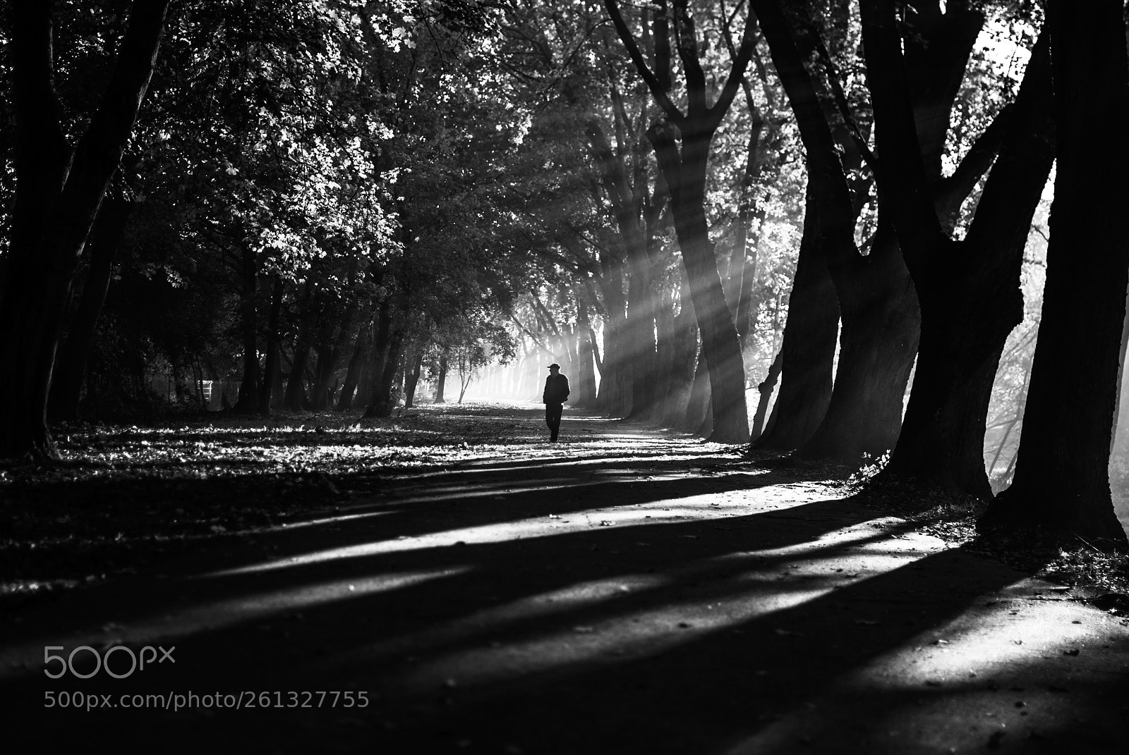 Nikon D80 sample photo. A certain confidence 46/365 photography