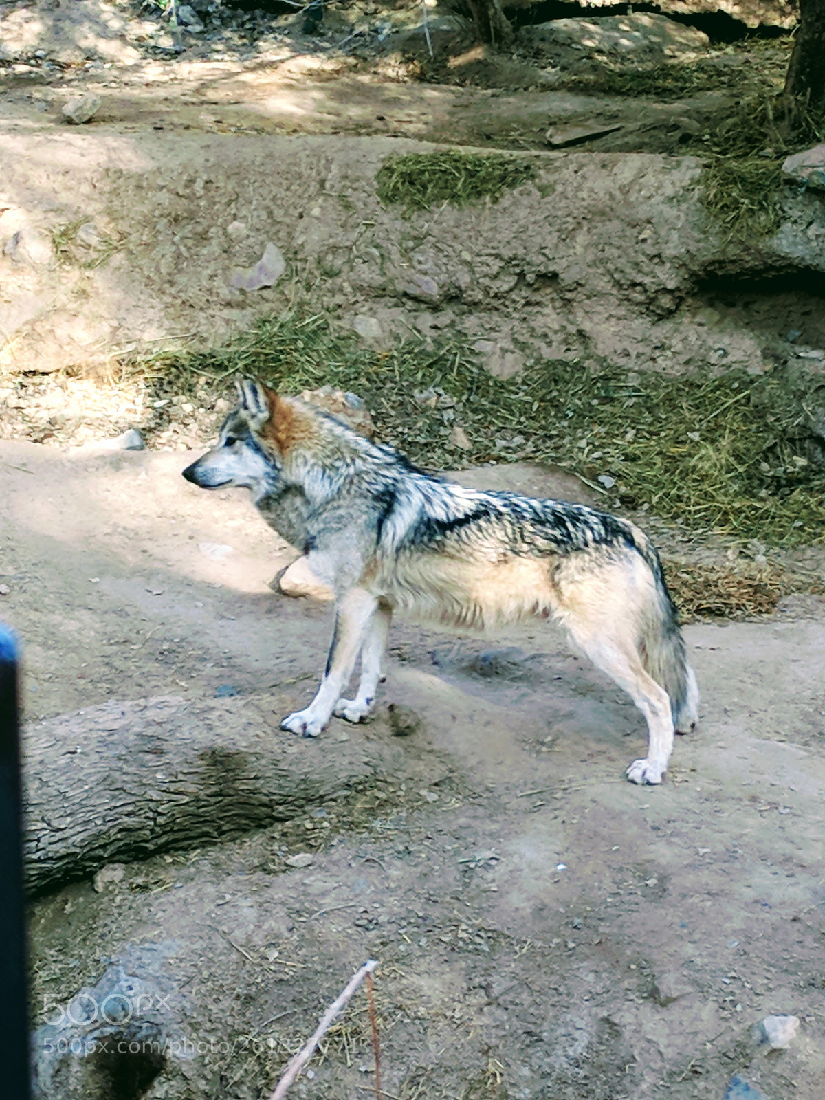 Google Pixel sample photo. Wolves photography