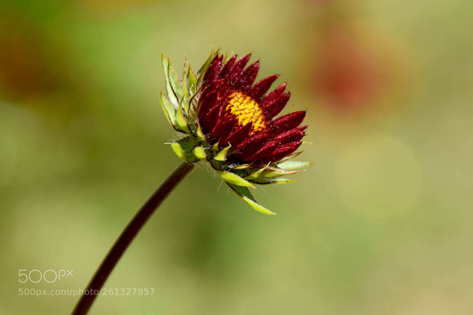 Nikon D5500 sample photo. Buscando el sol photography