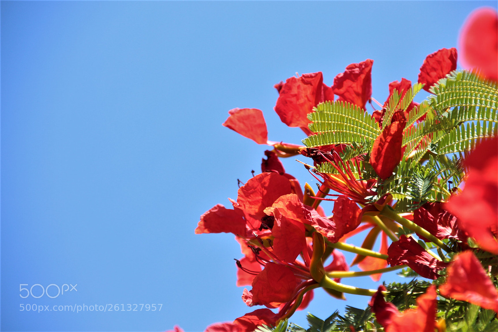 Canon EOS 700D (EOS Rebel T5i / EOS Kiss X7i) sample photo. Red flowers photography