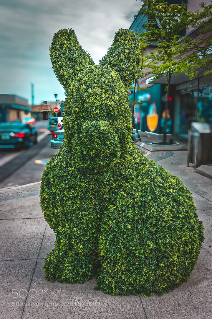 Sony Cyber-shot DSC-RX100 III sample photo. Street art, fake rabbit. photography