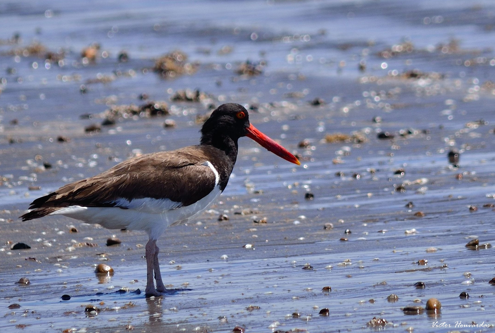Nikon D7000 sample photo. Ostrero haematopus ostralegus photography