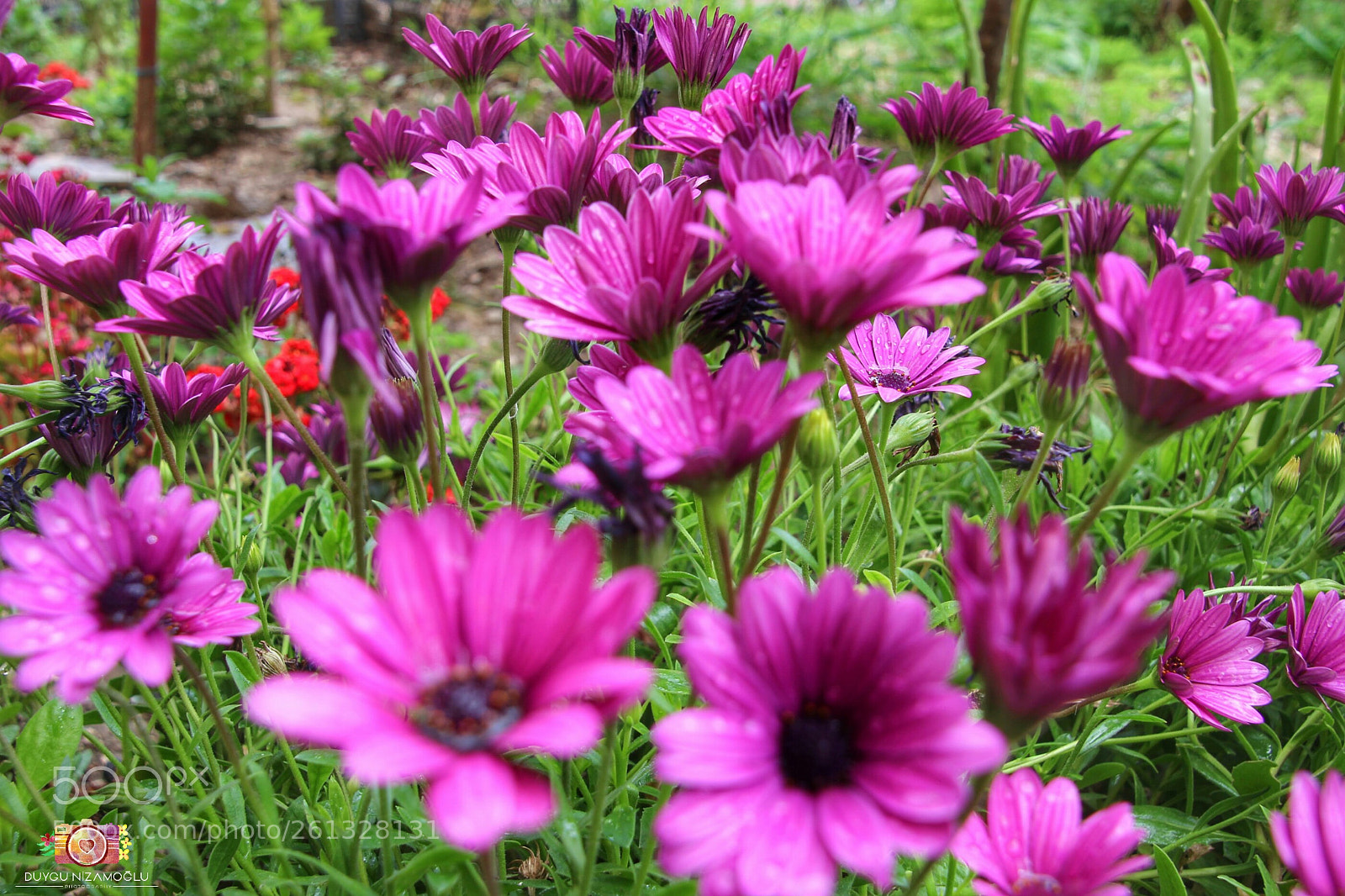 Canon EOS 700D (EOS Rebel T5i / EOS Kiss X7i) sample photo. Untitled photography