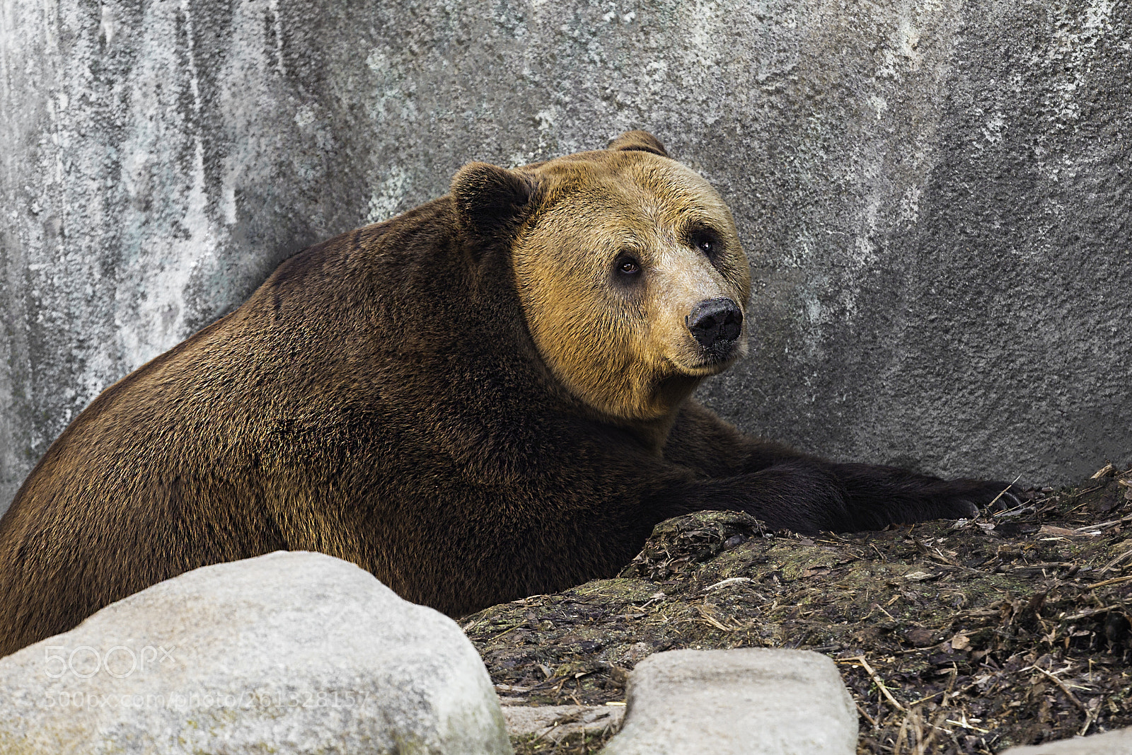 Canon EOS 6D sample photo. Bear photography