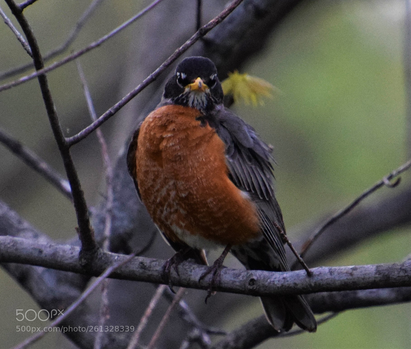 Nikon D5300 sample photo. Star wars robin. photography
