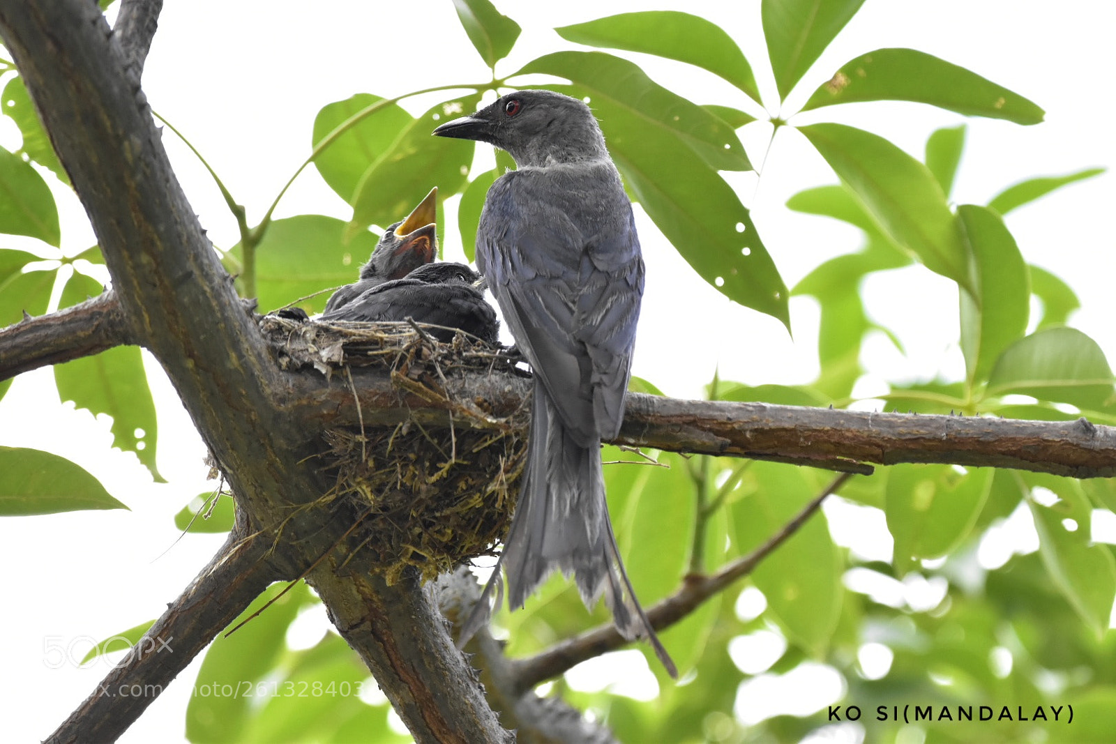Nikon D5500 sample photo. Ashy drongo photography