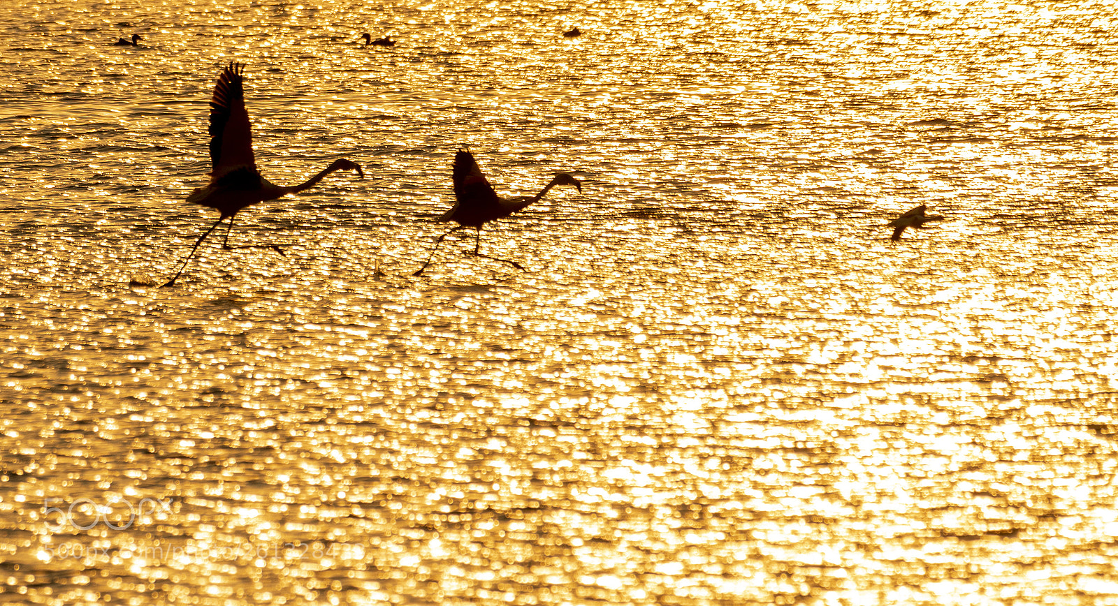 Nikon D500 sample photo. Flamingos at sunset photography