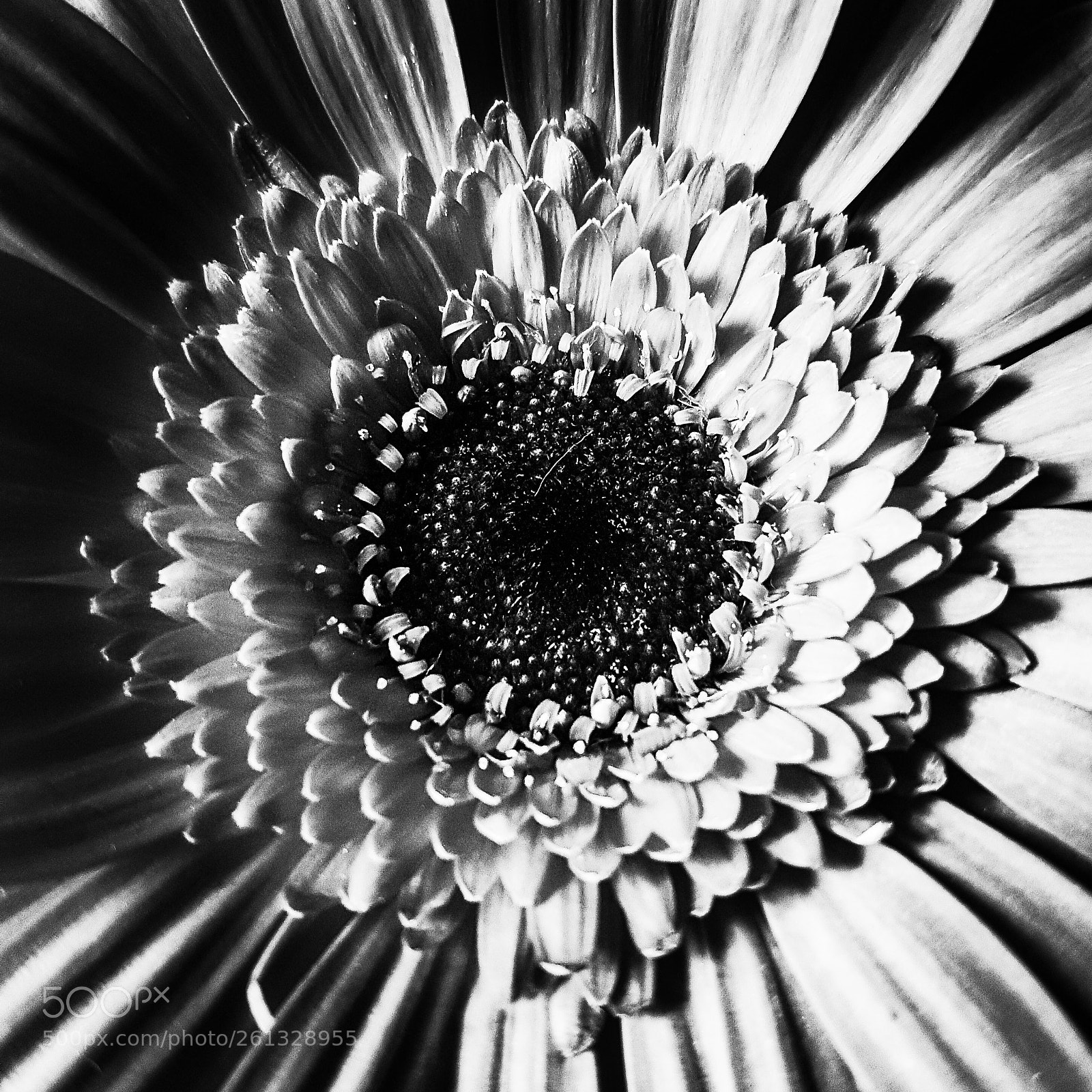 Samsung Galaxy S7 sample photo. Flower photography
