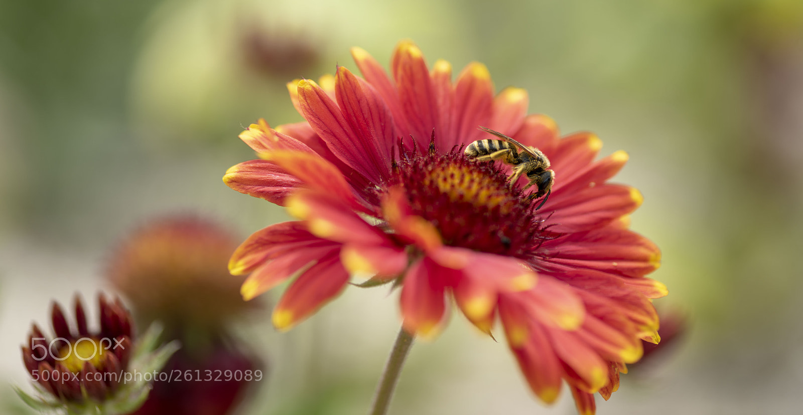 Nikon D810 sample photo. Bee at work ! photography