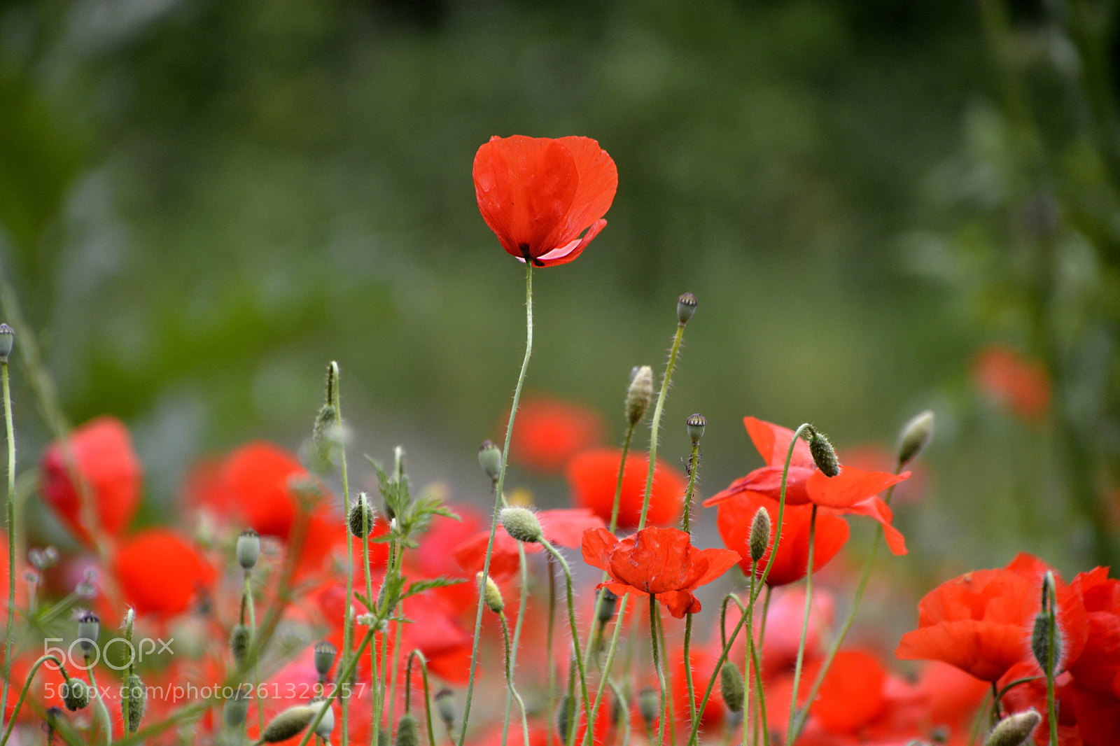 Nikon D5200 sample photo. Poppies photography