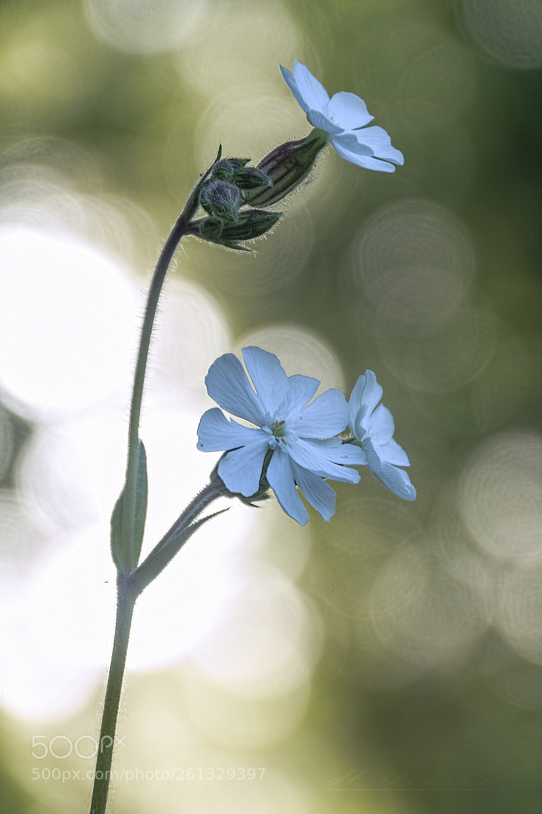 Canon EOS 1100D (EOS Rebel T3 / EOS Kiss X50) sample photo. Fleurs des champs photography