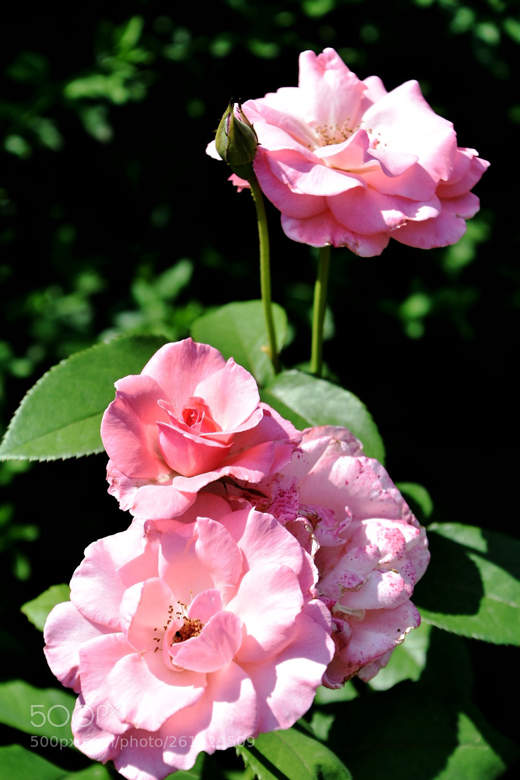 Nikon D7200 sample photo. Pink flower-rosa chinensis photography
