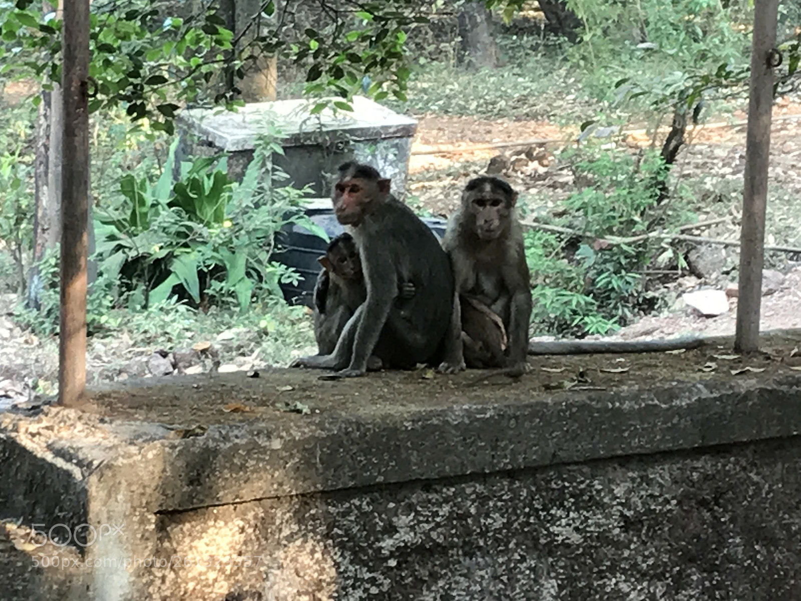Apple iPhone 7 sample photo. A happy family photography