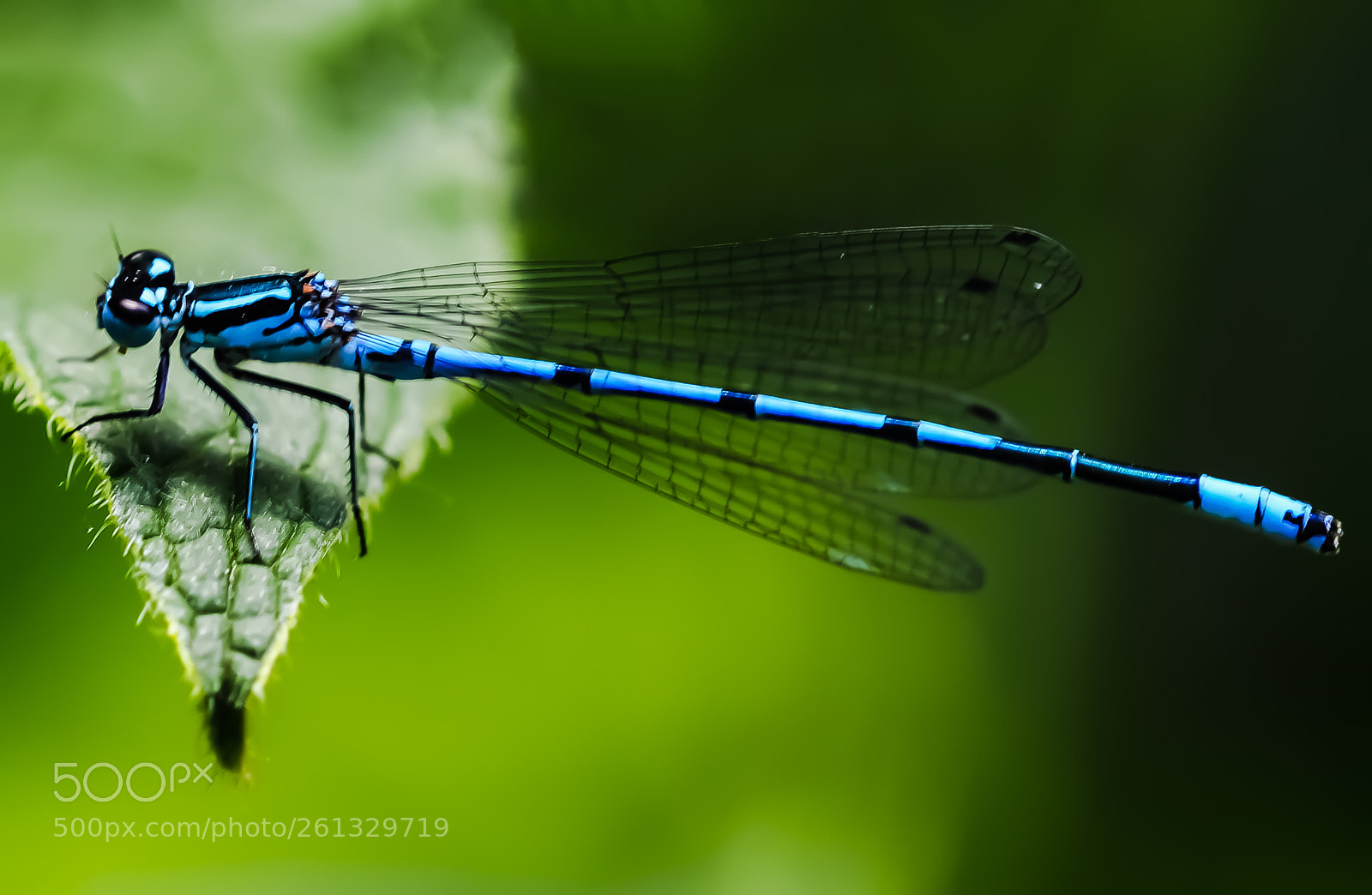 Nikon D3200 sample photo. Dragonfly photography