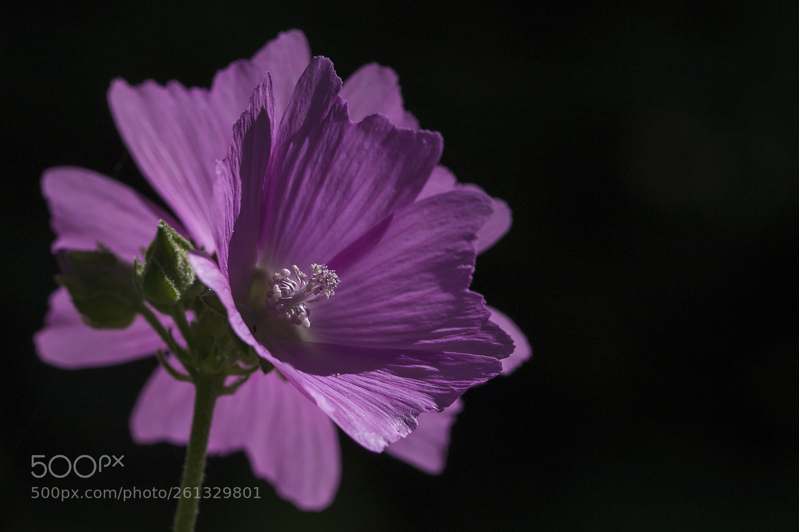 Canon EOS 6D sample photo. Macro photography