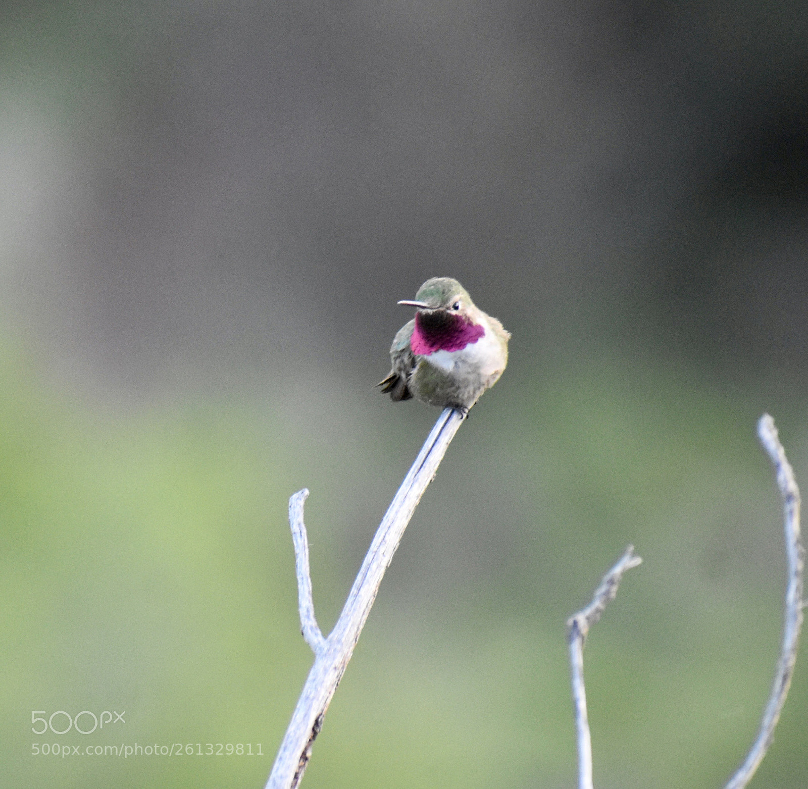 Nikon D3400 sample photo. Broad-tail hummingbird iii photography