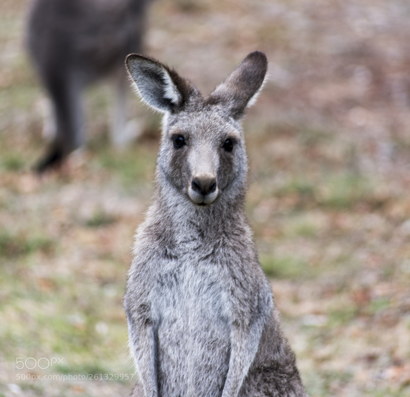 Nikon D750 sample photo. Kangaroo photography