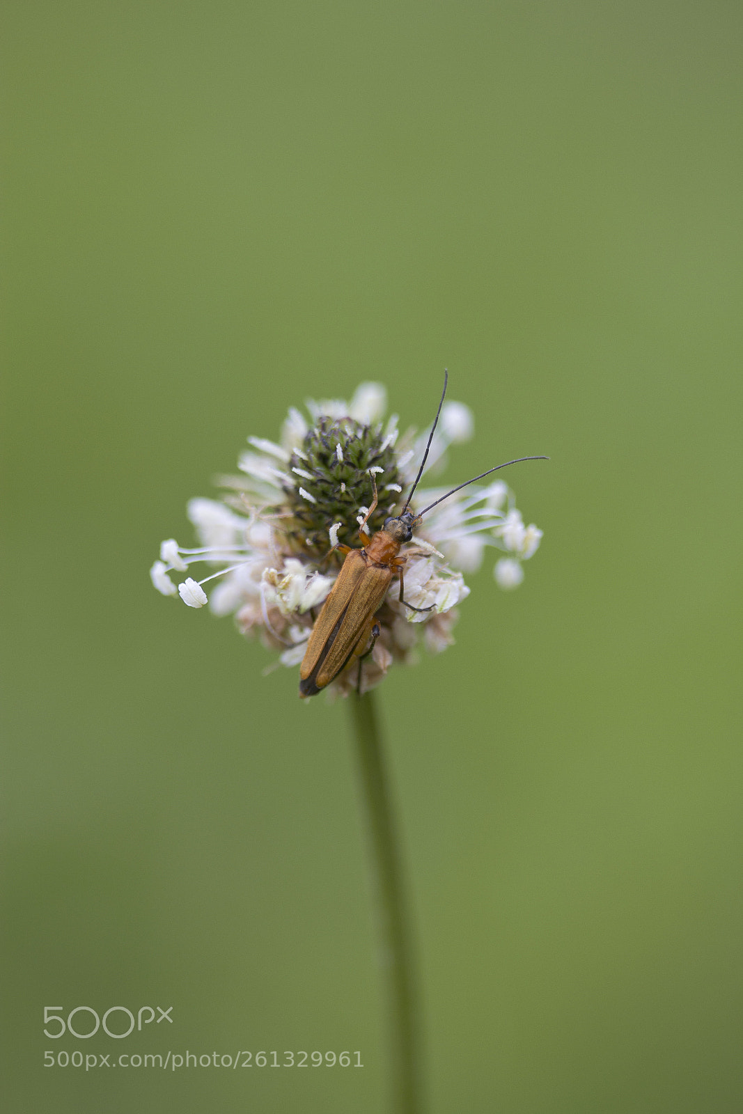 Canon EOS 60D sample photo. Echte schenkelk fer oedemera photography
