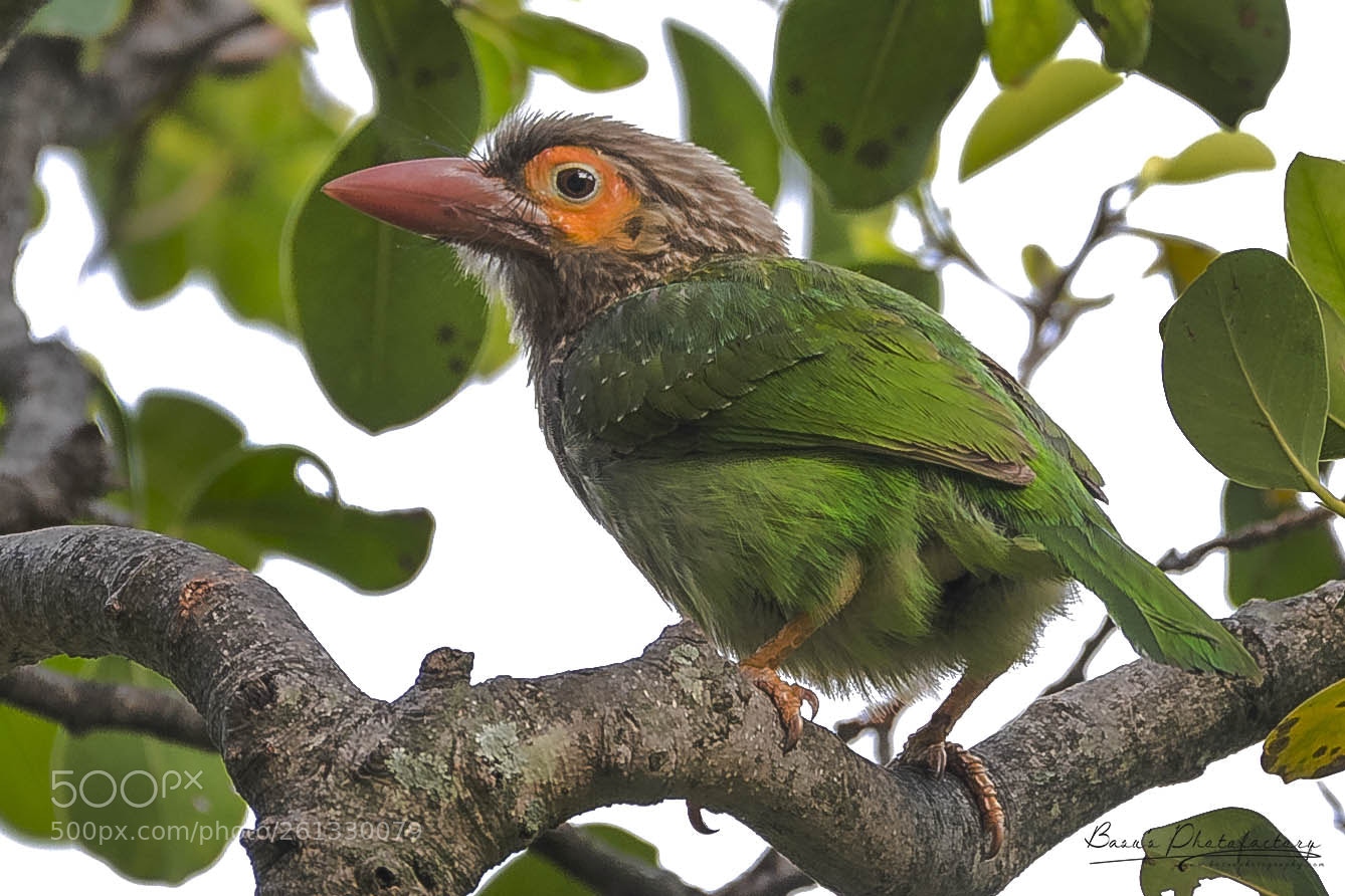 Nikon D810 sample photo. Brown headed barbet photography