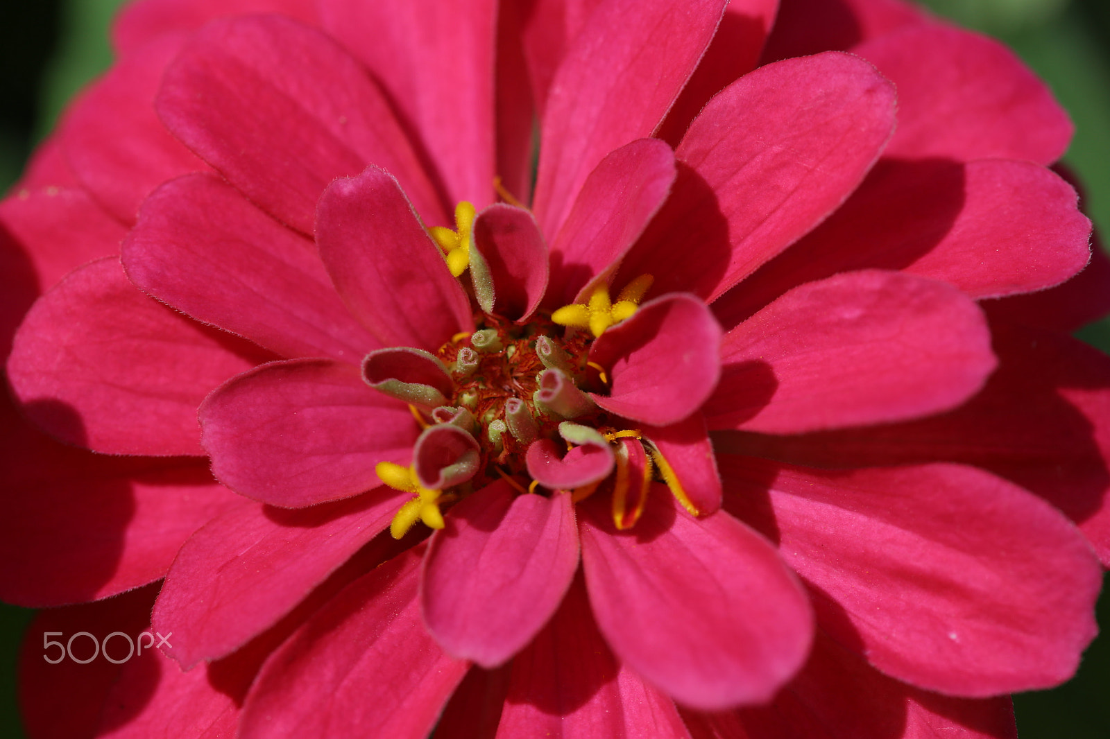 Canon EF 100mm F2.8 Macro USM sample photo. Colors 6 photography