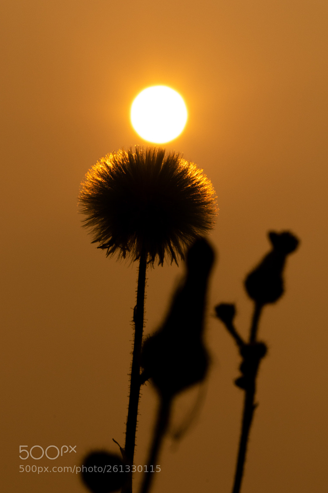 Canon EOS 7D Mark II sample photo. Under the sun photography
